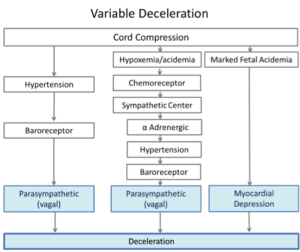 Three pathways are involved with variable fetal heart rate decelerations